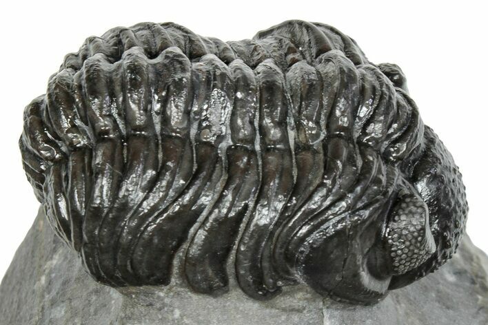 Phacopid (Adrisiops) Trilobite - Jbel Oudriss, Morocco #245292